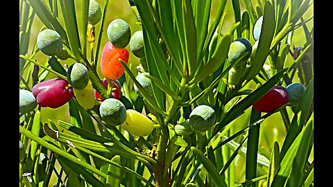 Podocarpus Fruiting July Florida