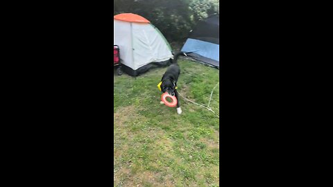 Hydra the dog: v004