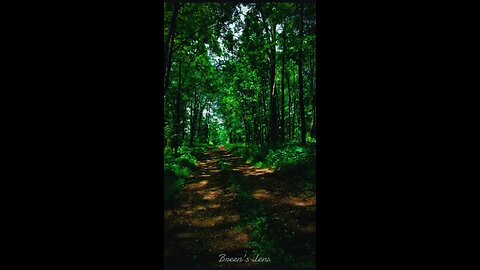 🌿 Walking through these woods, I’m reminded how short life really is