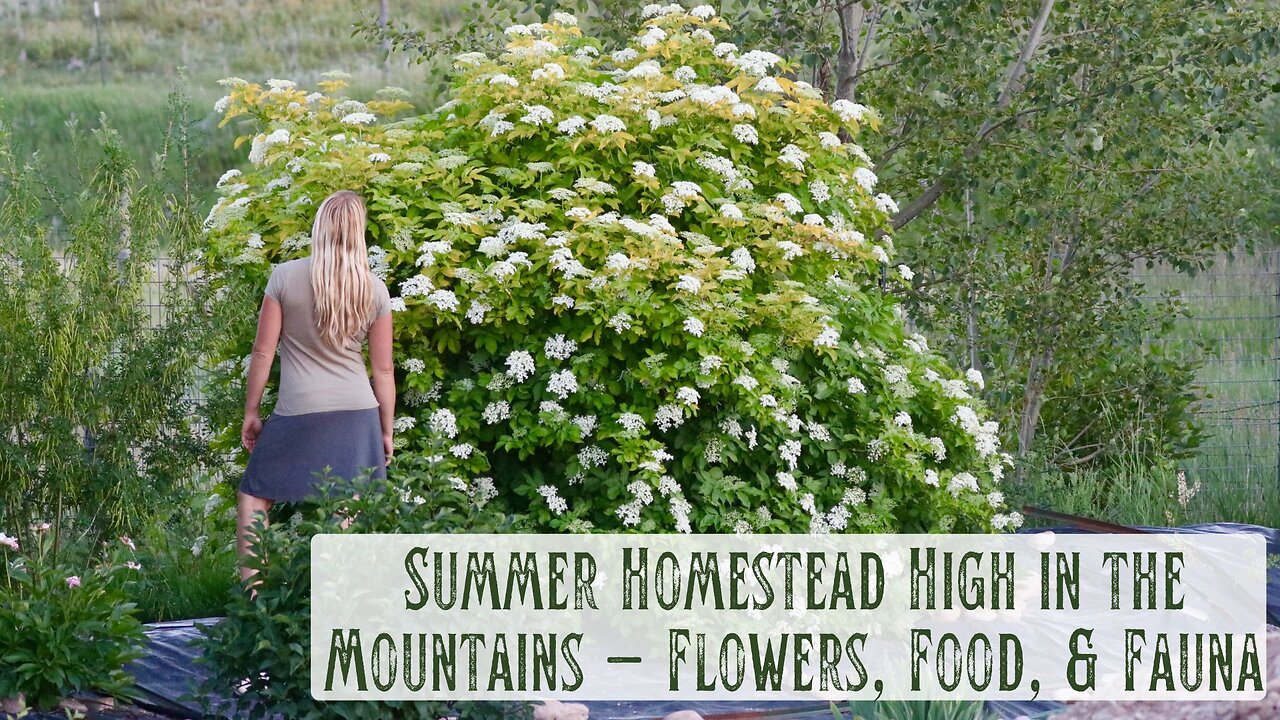 Summer Homestead High in the Mountains - Flowers, Food, & Fauna