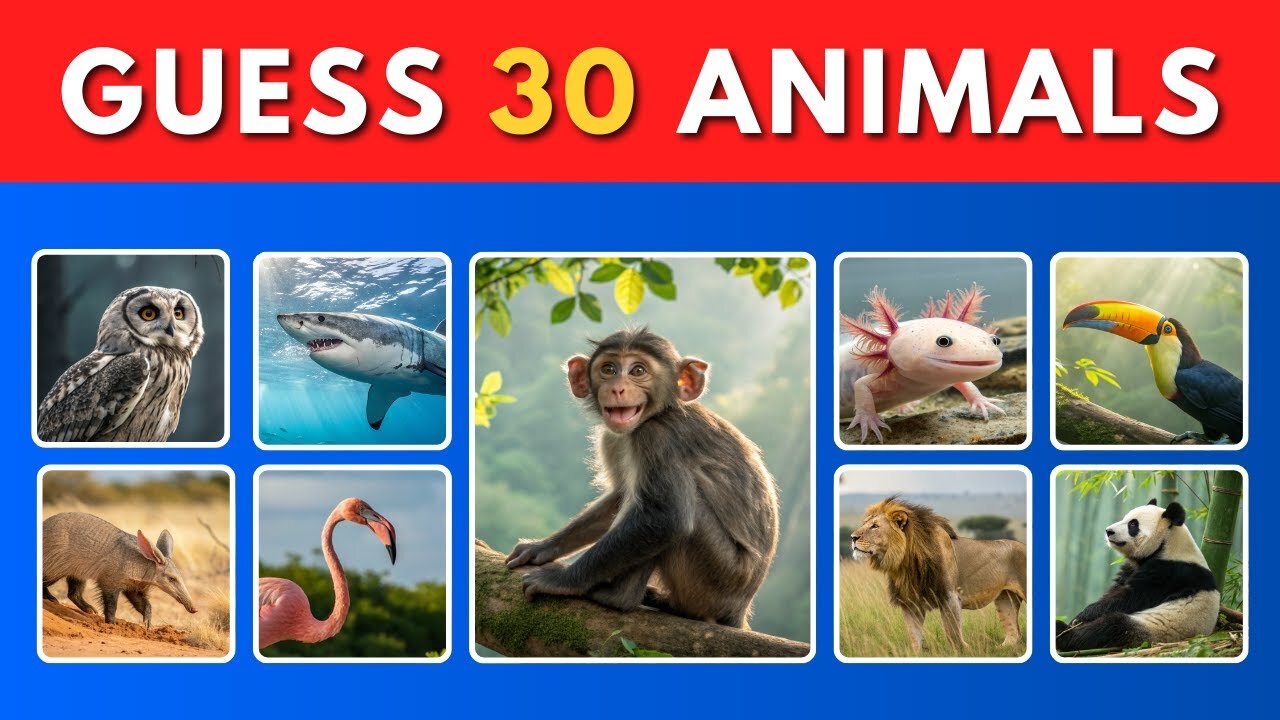 Amazing Animal Quiz! Can you name them all?