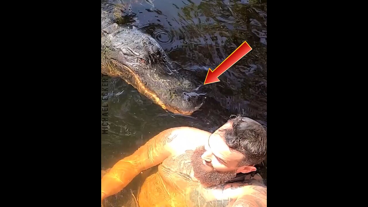 encounter with crocodile
