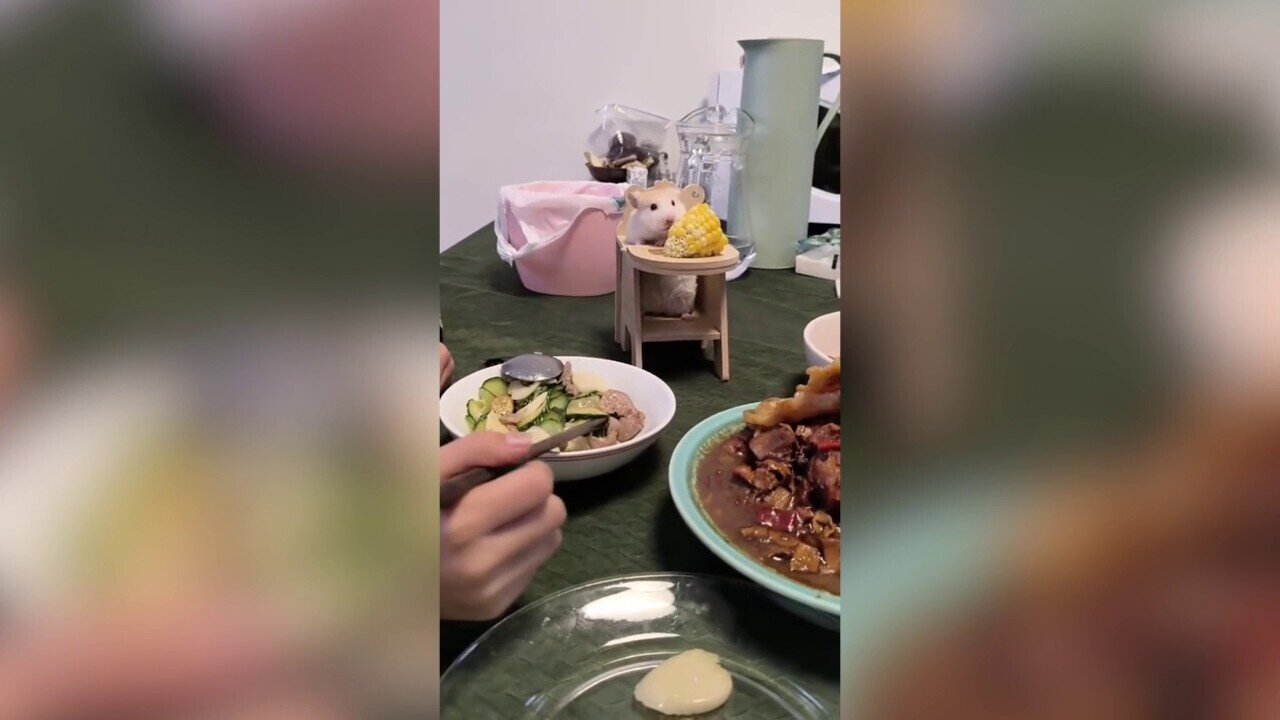 Family Welcomes Unusual Guest To Dinner Table In Tiny Baby Chair