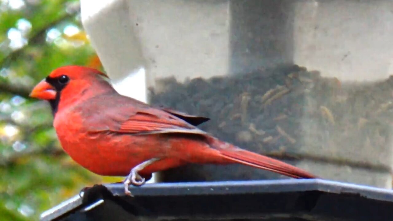 Cardinal