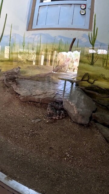 Tiger Rattlesnake at a Zoo in Hermosillo Sonora Mexico
