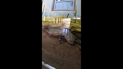 Tiger Rattlesnake at a Zoo in Hermosillo Sonora Mexico