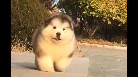 Cutest Puppy FAIL Ever — You’ll Be Laughing Nonstop!