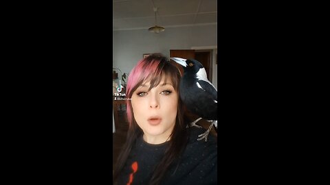 Wolfie the Rescue Australian Magpie