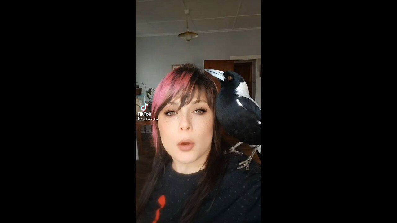 Wolfie the Rescue Australian Magpie