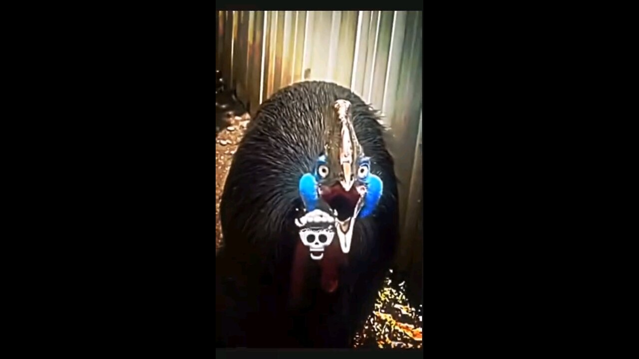 Welcome to UMAIR X EDITZ 🐦✨ Here you will find amazing and beautiful bird edits that capture nature