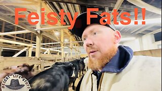 Hauling Beef from Barn to Butcher!