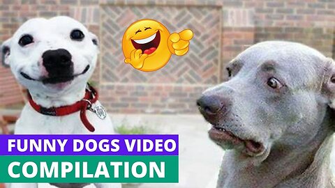 These Funny Dogs Make Everyone Laughing