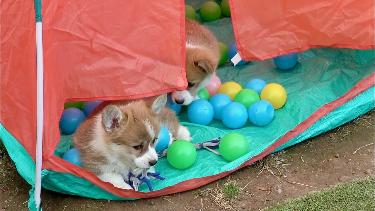 Seven's Litter Week 7