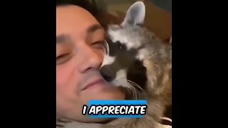 Raccoon bromance - Just one tiny problem with this wonderful human bro!