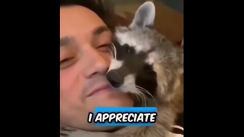 Raccoon bromance - Just one tiny problem with this wonderful human bro!