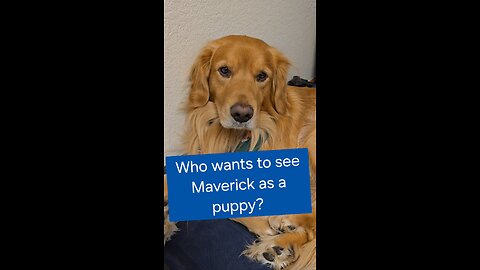 Who wants to see Maverick as a puppy?