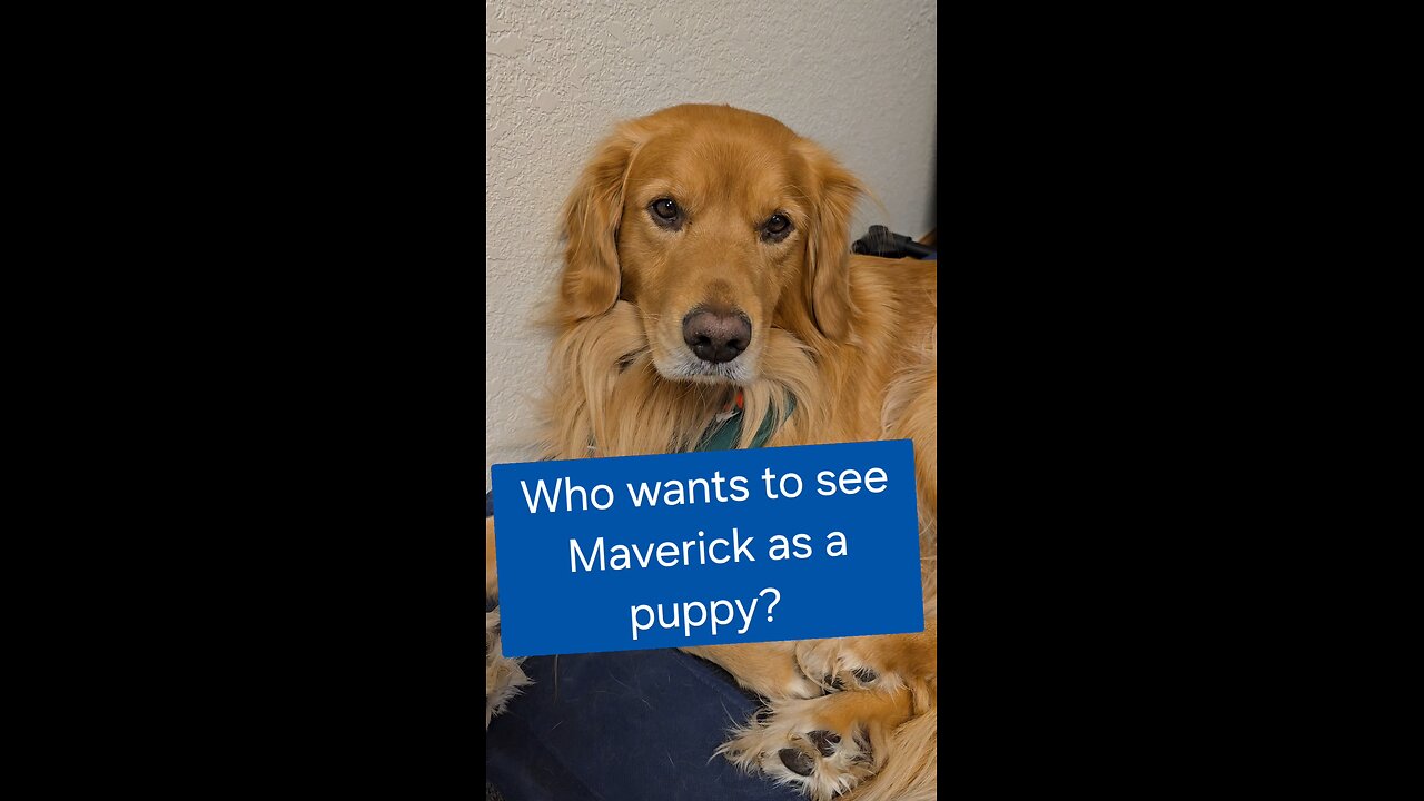 Who wants to see Maverick as a puppy?
