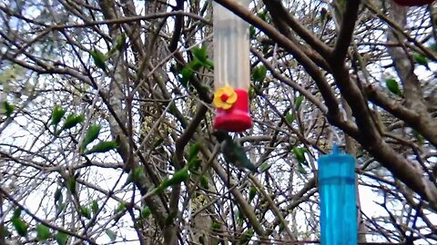 Hummingbird