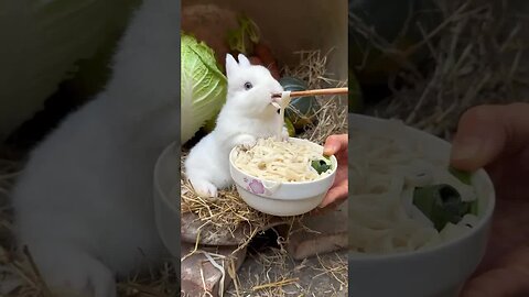 Little rabbit eats noodles, cute pet rabbit, pastoral little cute pet