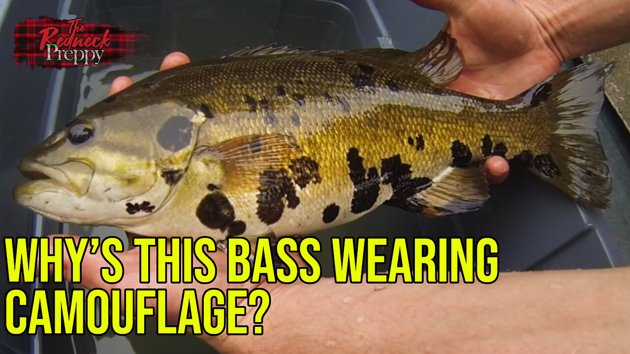 Why's This Bass Wearing Camouflage?