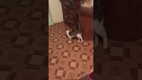 Subscribe if you love cute cats.🐱