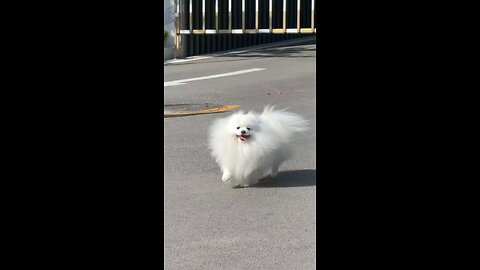 beautiful dog