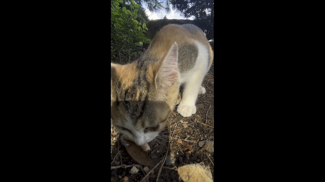 길고양이 사육일기 #고양이 #cat