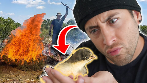 Meet Chigga The Chicken!