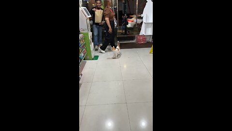 Stray cat goes window shopping at BGC 711 store