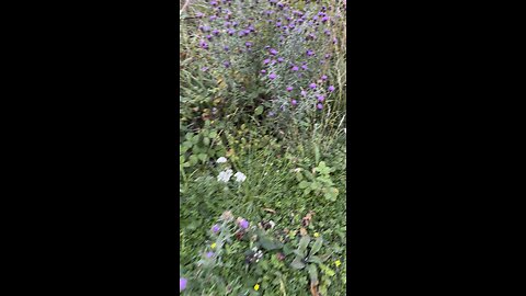 Let’s walk through the nature
