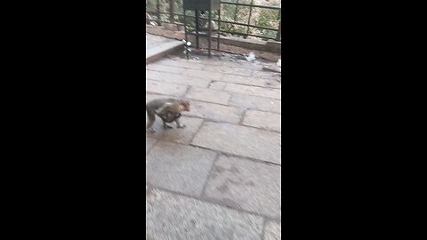 monkey