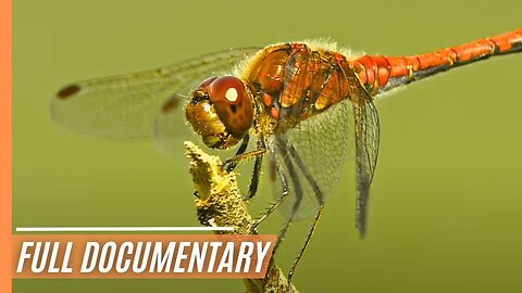 Nature's Innovations - Survival in a changing world | Full Documentary