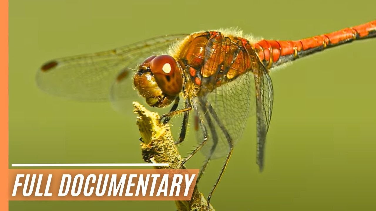 Nature's Innovations - Survival in a changing world | Full Documentary