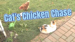 CAT CONTINUAL PLANNING HER NEXT MEAL