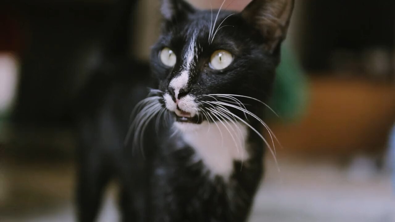 #lovely cat🐈❤️🫶