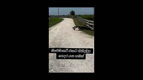 How a crocodile carries a fish