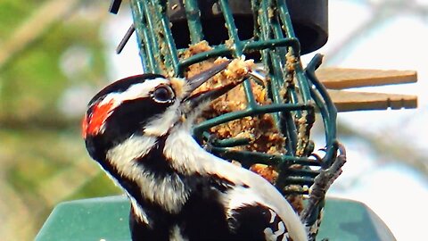 Hairy Woodpecker