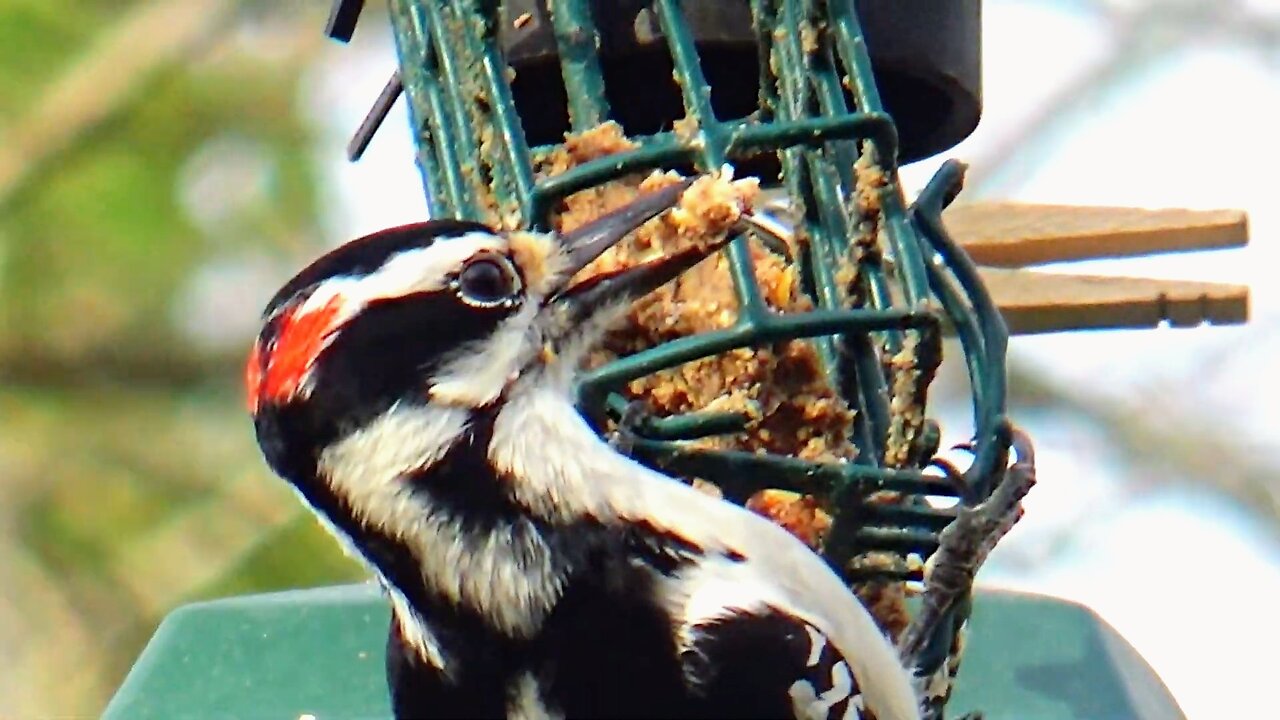 Hairy Woodpecker