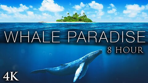 WHALE PARADISE - 8 Hour Extended Version + Calming Music for Stress Relief