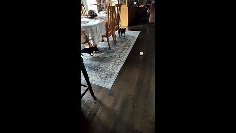 The pups investigate haunted ball