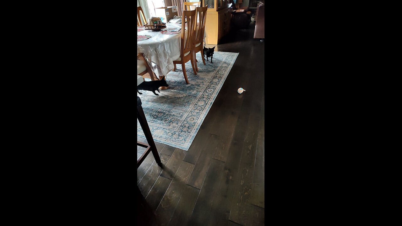 The pups investigate haunted ball