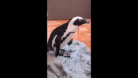 The Penguin encounter 🐧