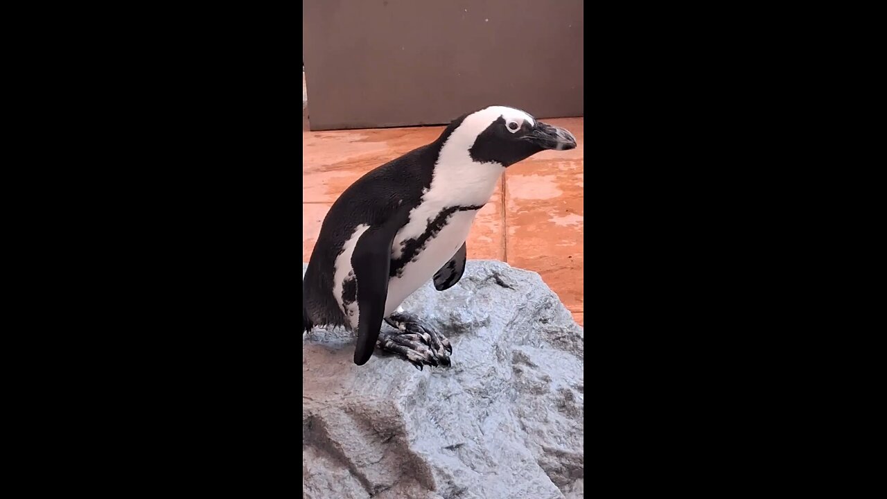 The Penguin encounter 🐧