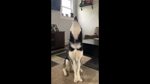 Husky Howls At Petting Request