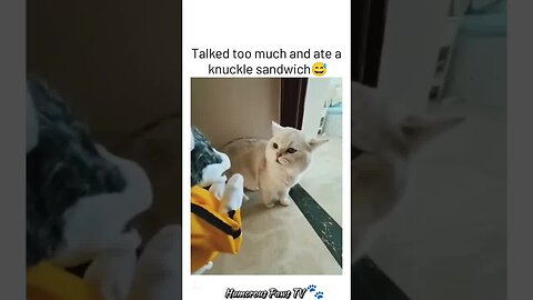 Hilarious Pet Fails You’ll Watch on Repeat!
