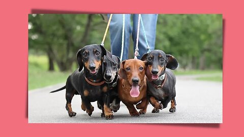 Mix Dachshund Video Dog Around The World. Cute Miniature wieners Teckels Sausage dogs.
