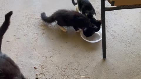 Look what the Cat dragged in: She wasn’t pregnant afterall.
