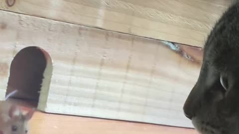 Cat tries to catch mouse on laptop computer video