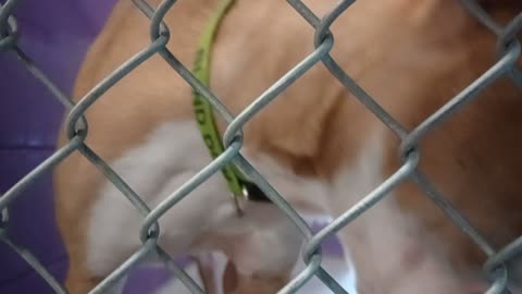 Kuma 1y Pet Id 948375 kennel 24 HSSAZ shelter blind gal spent much time outside, it's ok20251031828