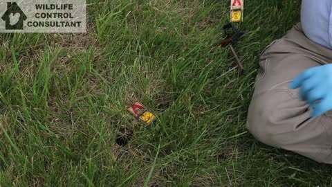 Trapping Voles: Tactics for holes and trails